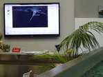 Live-Stream der Winkelanalyse auf Monitor neben Pool